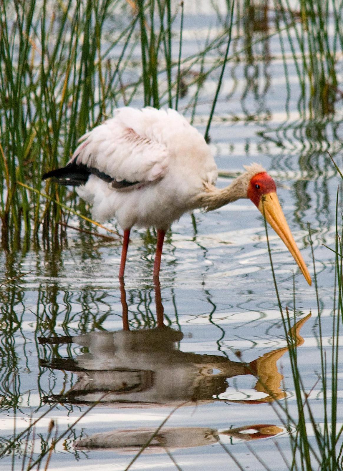 Yellow-billed Stork Photo by Carol Foil