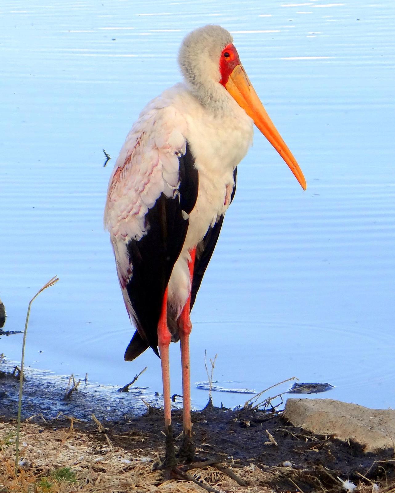 Yellow-billed Stork Photo by Todd A. Watkins