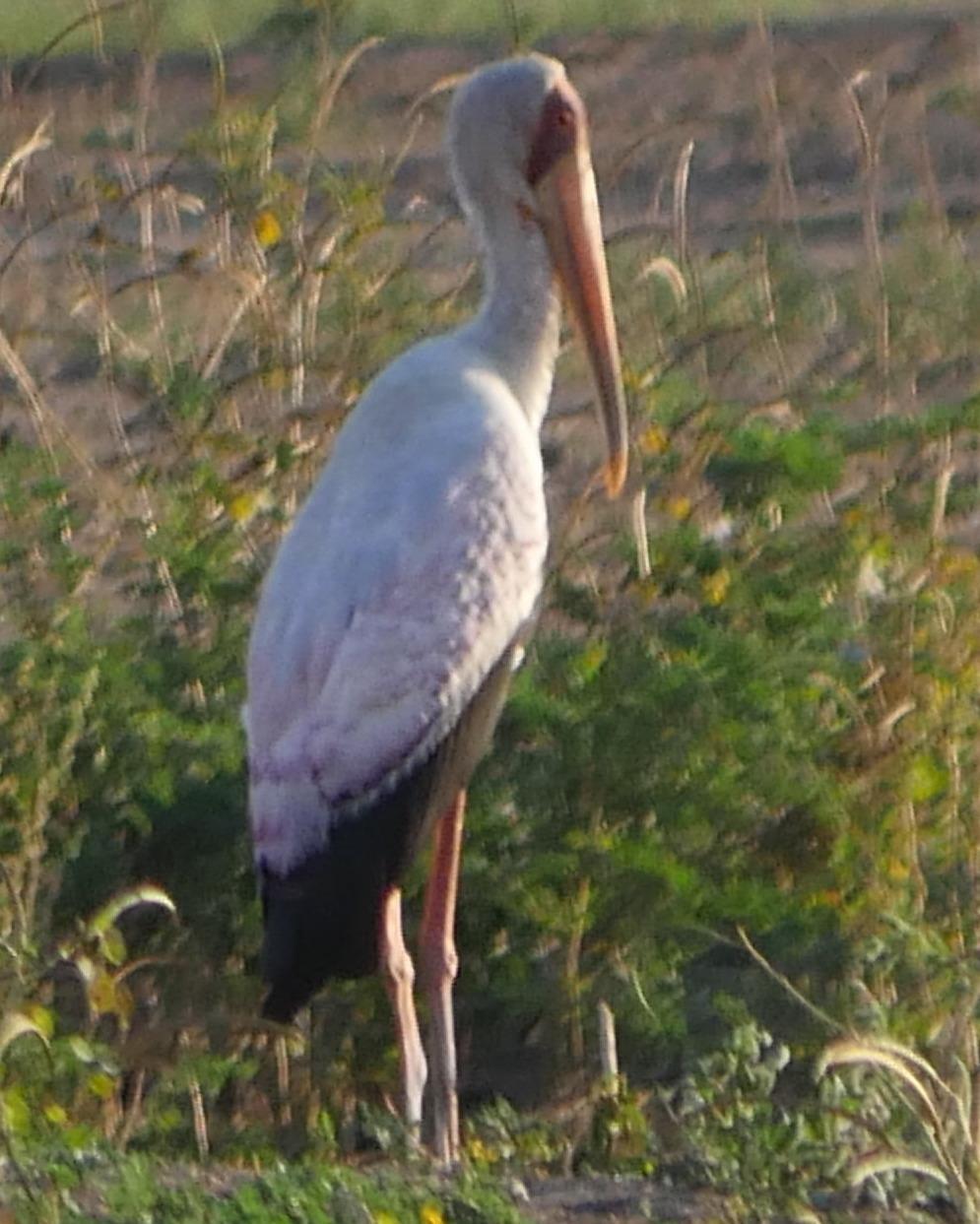 Yellow-billed Stork Photo by Peter Lowe