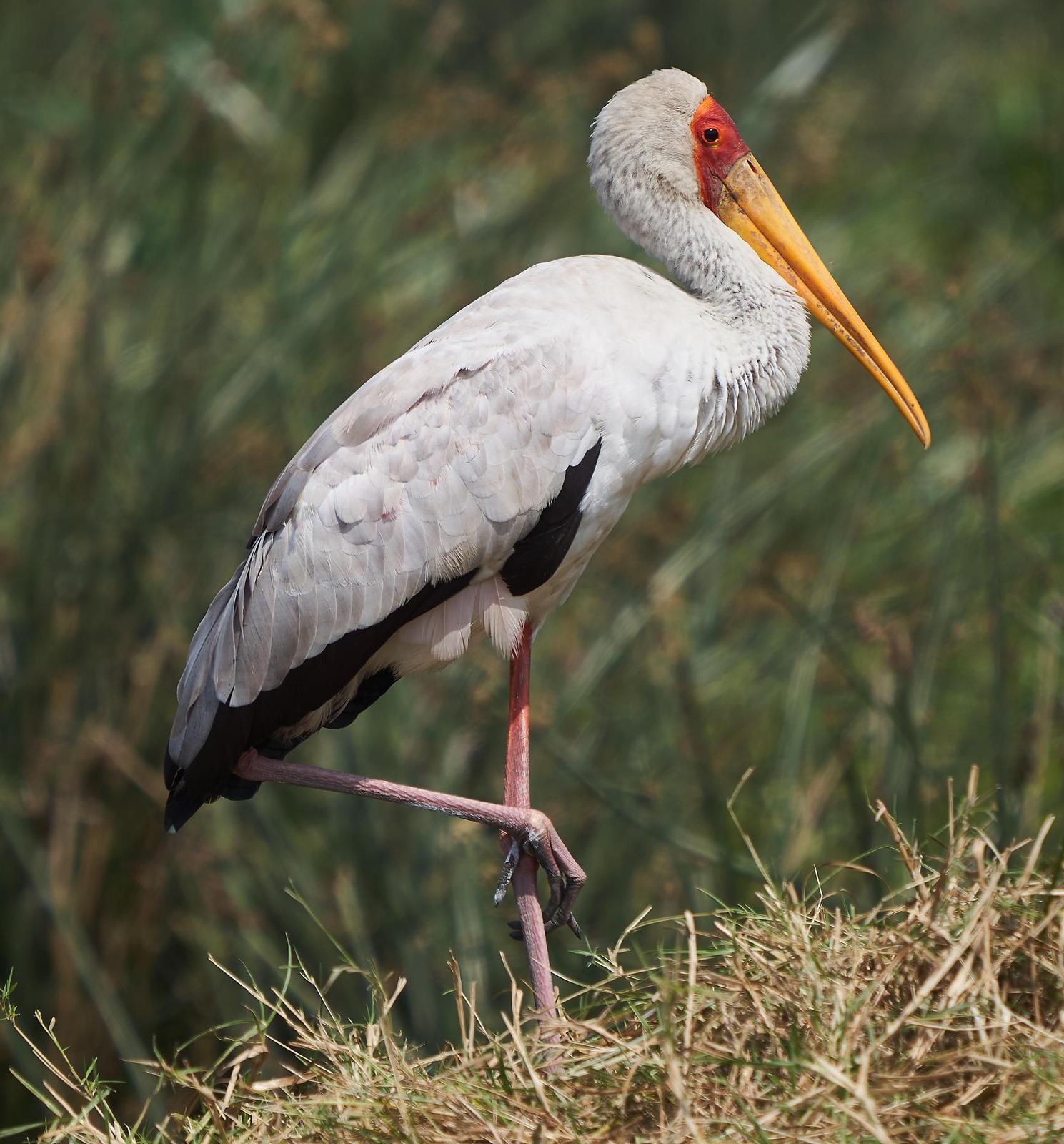 Yellow-billed Stork Photo by Steven Cheong