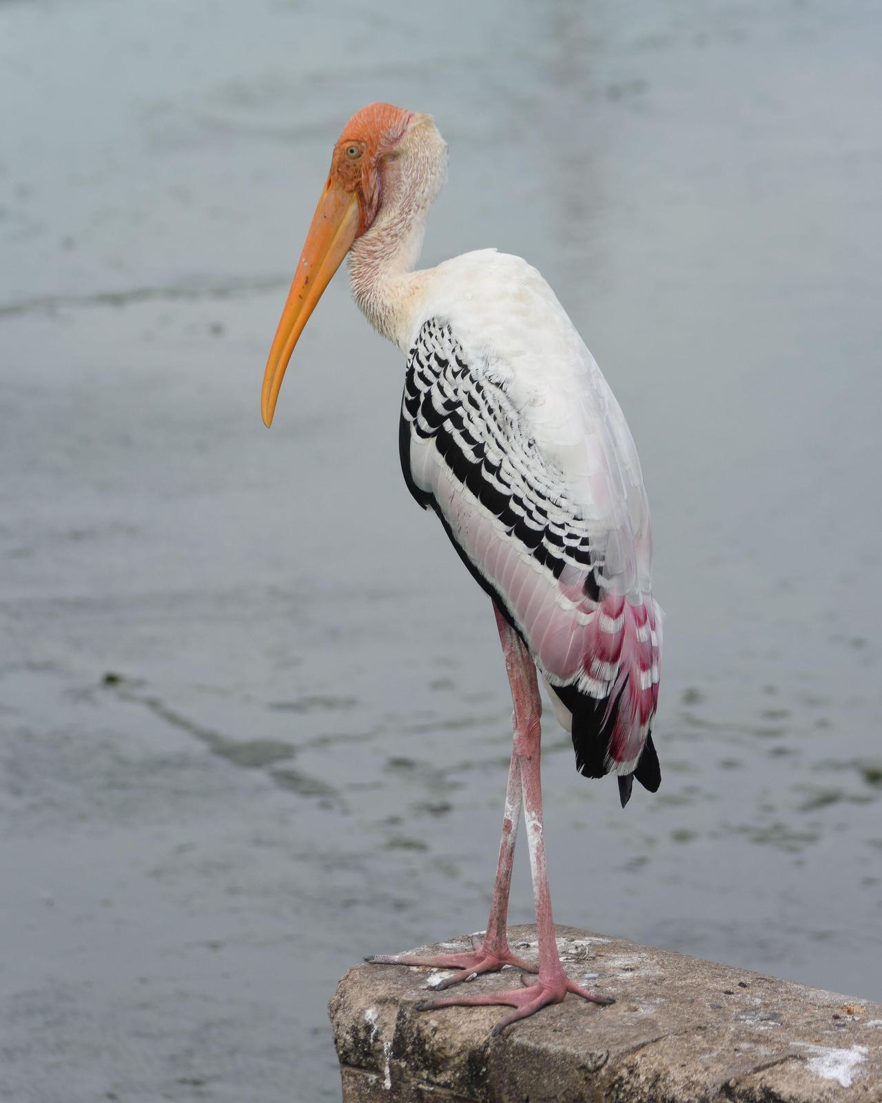Painted Stork Photo by Steve Percival