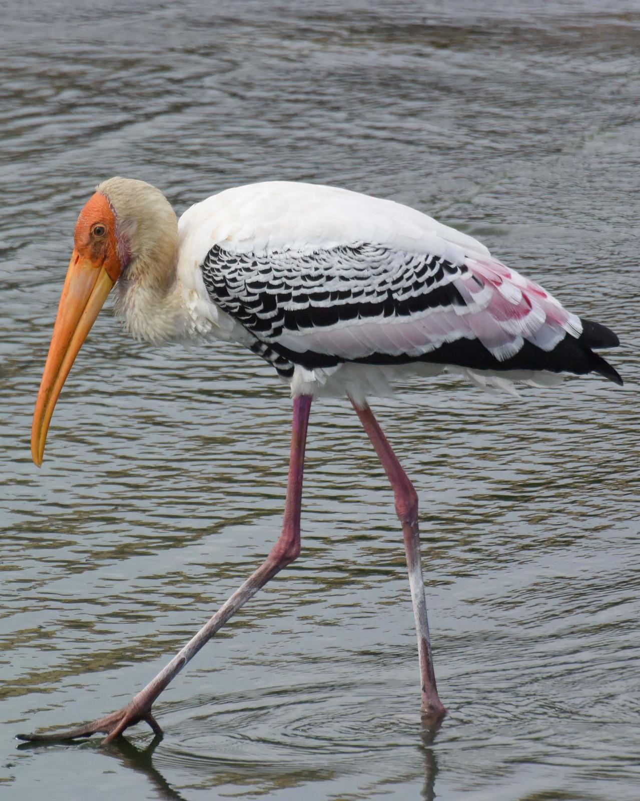 Painted Stork Photo by Steve Percival