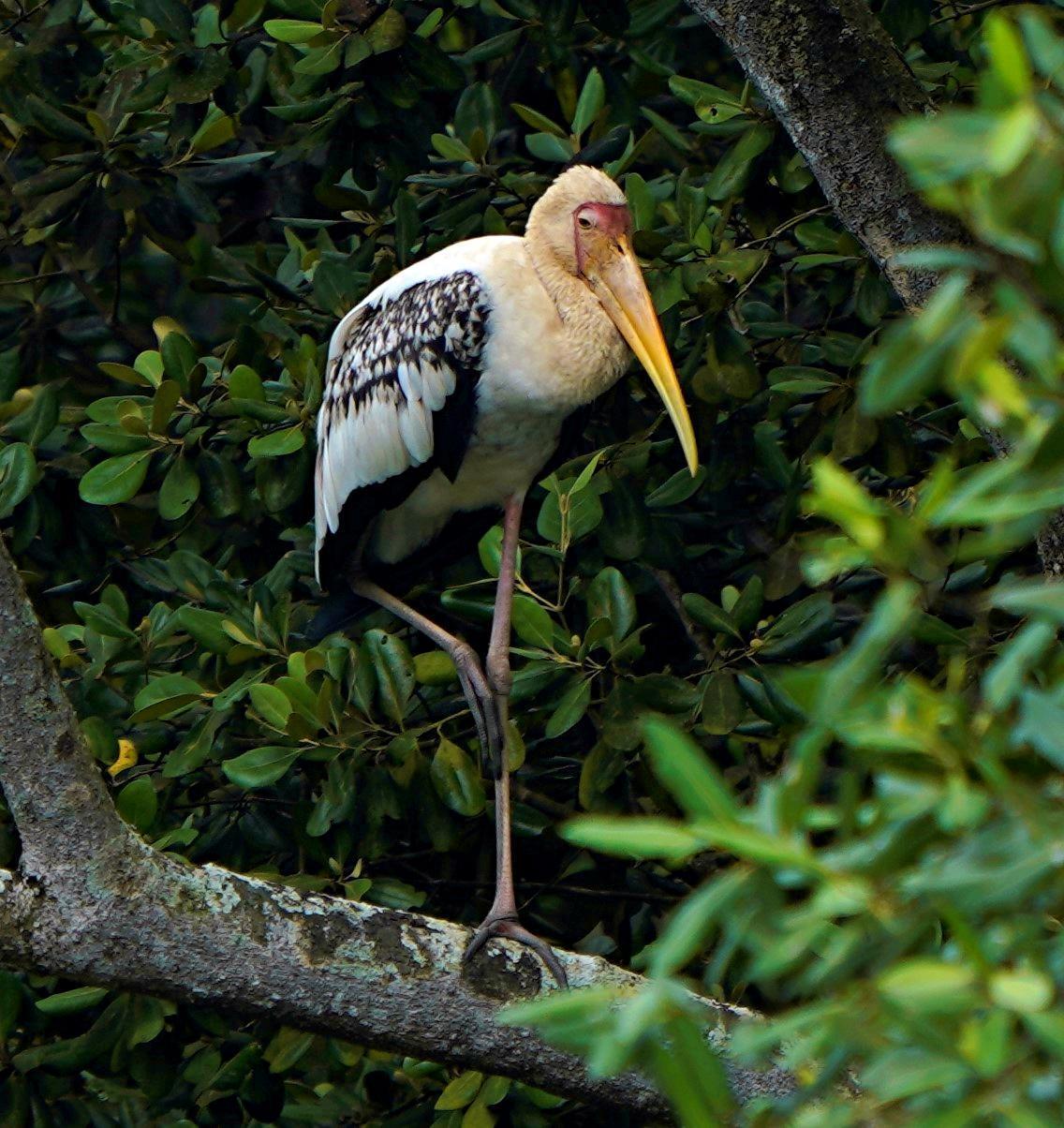 Painted Stork Photo by Steven Cheong