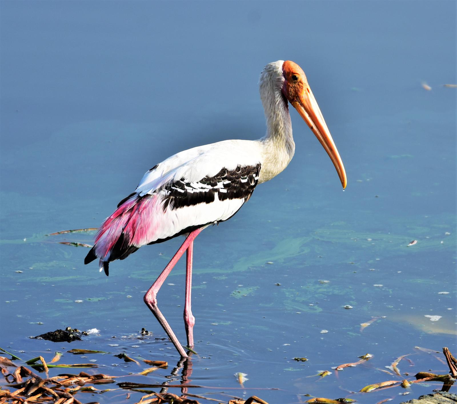 Painted Stork Photo by Krishnakumar Krishnan