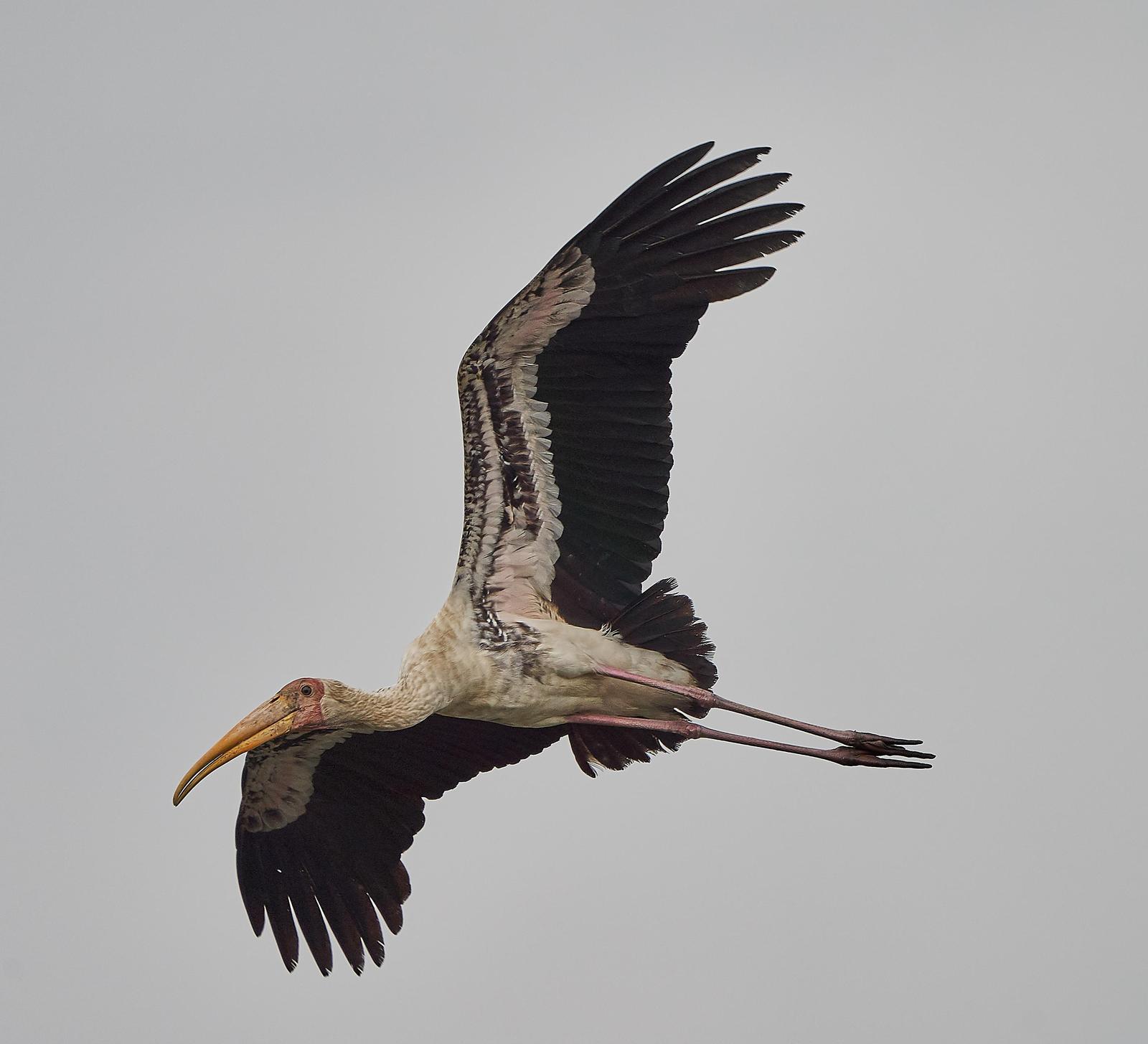 Painted Stork Photo by Steven Cheong