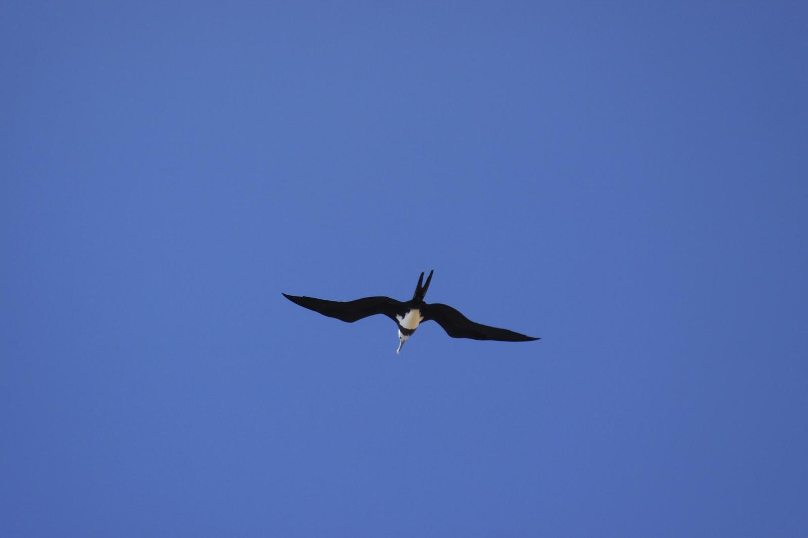 Ascension Frigatebird Photo by Drew Avery