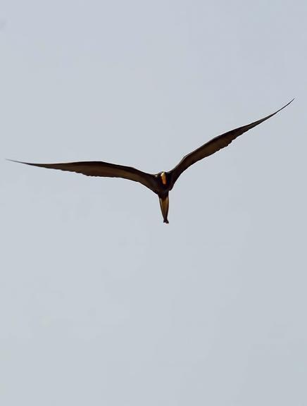 Magnificent Frigatebird Photo by Dan Tallman