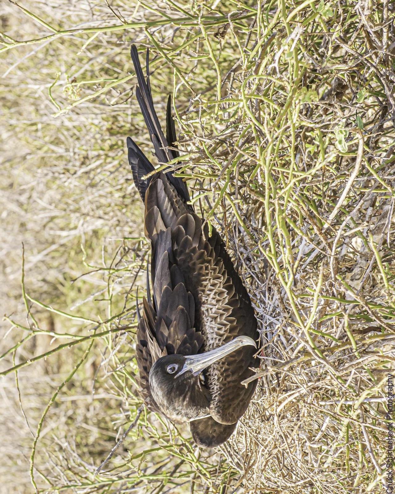 Magnificent Frigatebird Photo by Chuck  Schneebeck