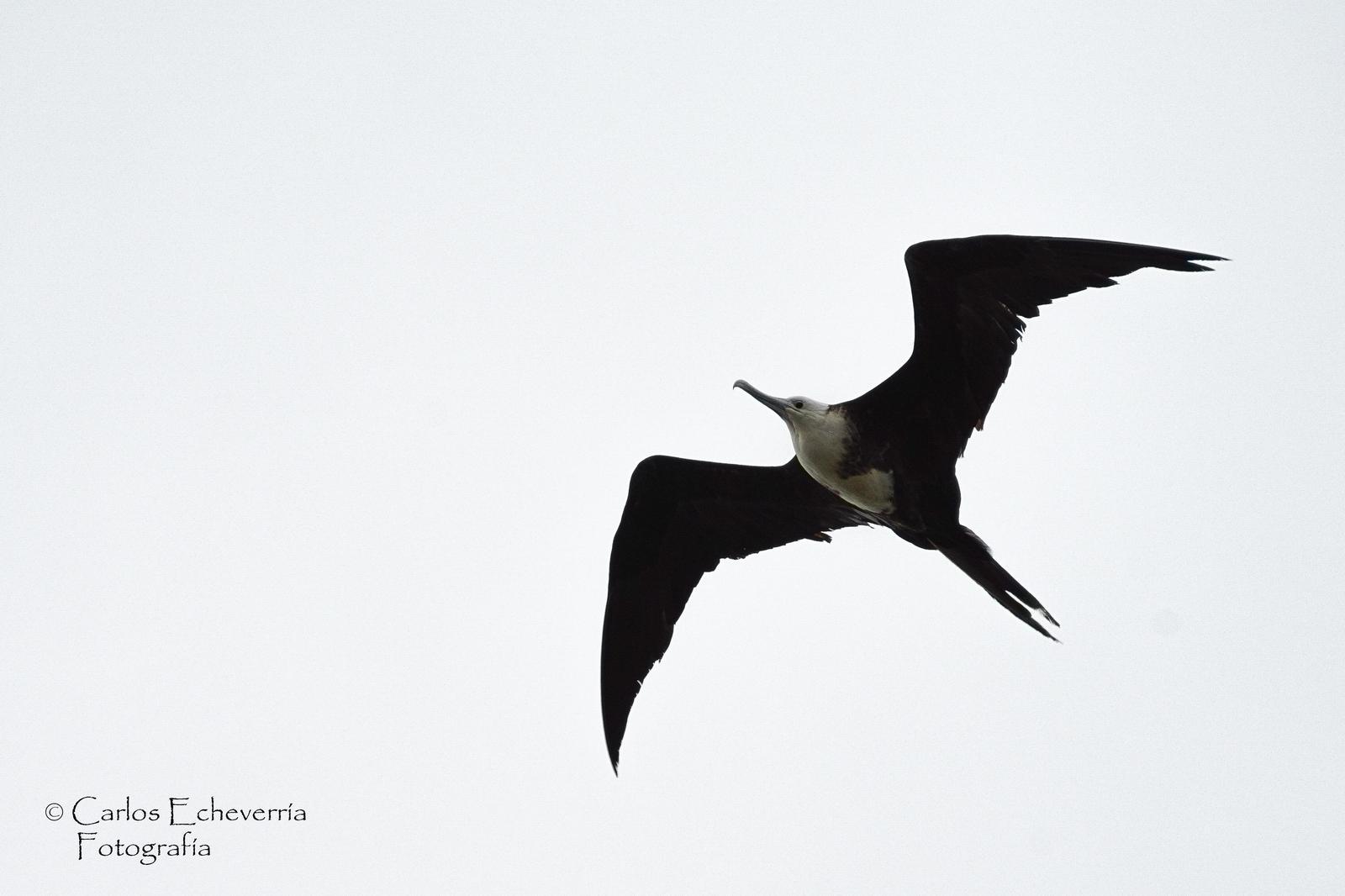 Magnificent Frigatebird Photo by Carlos Echeverría