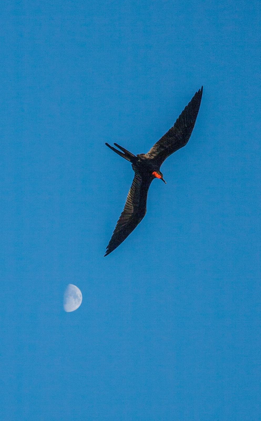 Great Frigatebird Photo by Alan Frager