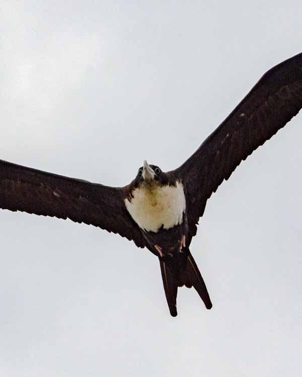 Great Frigatebird Photo by Bob Hasenick