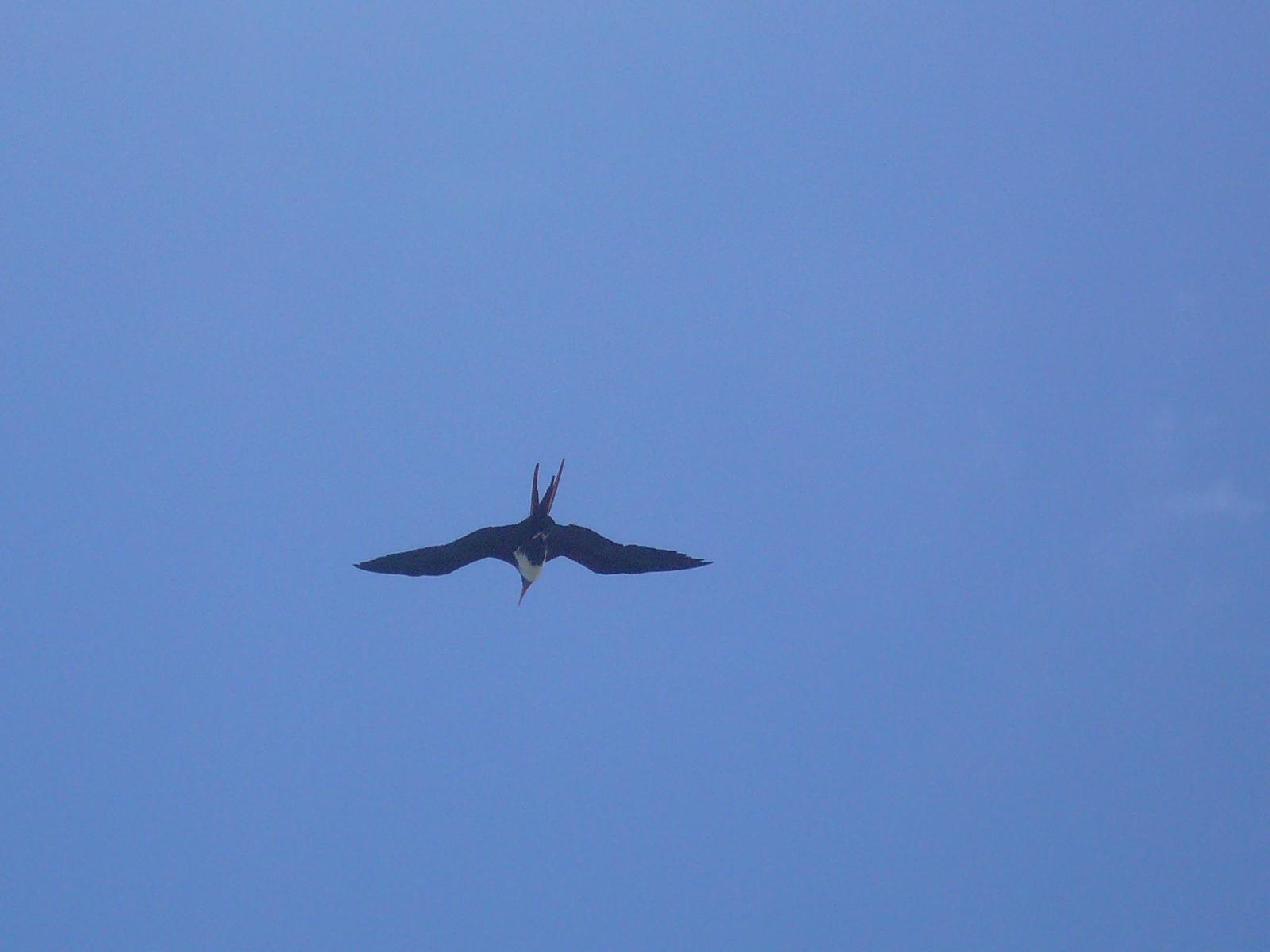 Great Frigatebird Photo by Daliel Leite
