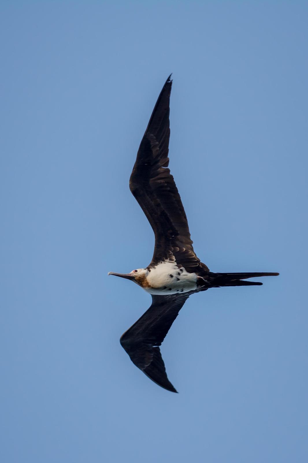 Great Frigatebird Photo by Jesse Hodges