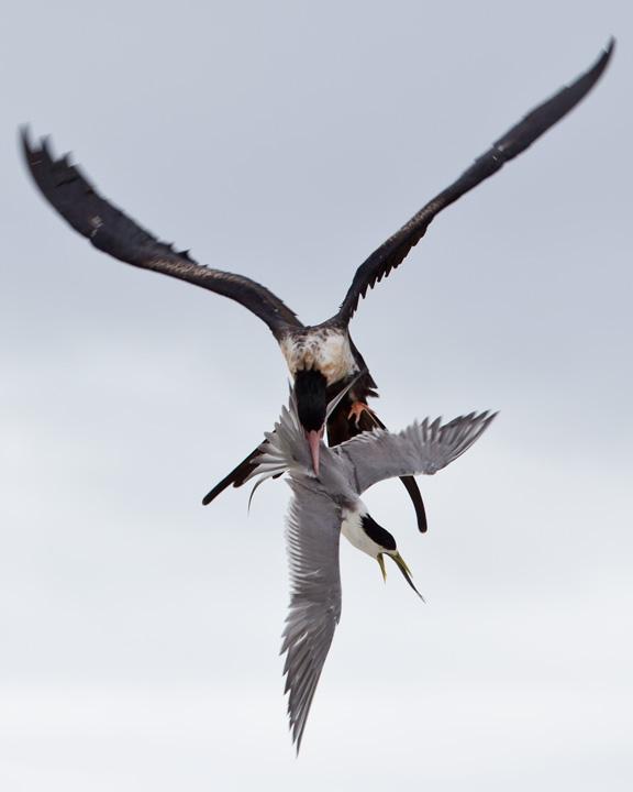 Lesser Frigatebird Photo by Mat Gilfedder