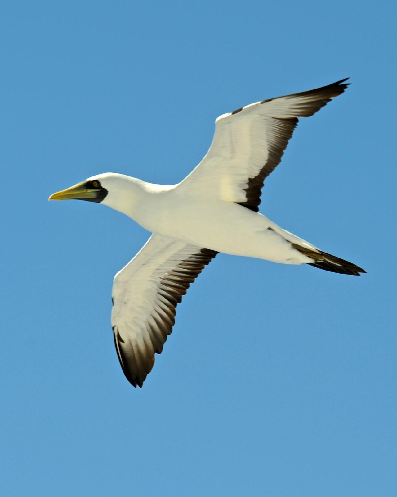 Masked Booby Photo by Gerald Friesen