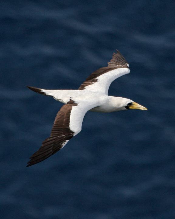 Masked Booby Photo by Mat Gilfedder