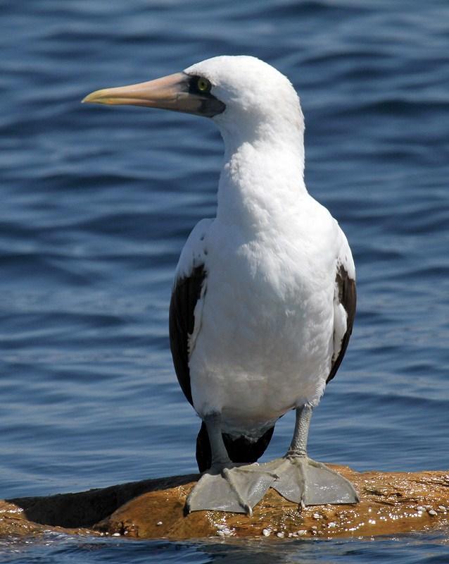 Nazca Booby Photo by Cathy Sheeter