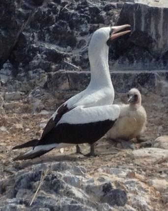 Nazca Booby Photo by Lon and Hester Bell