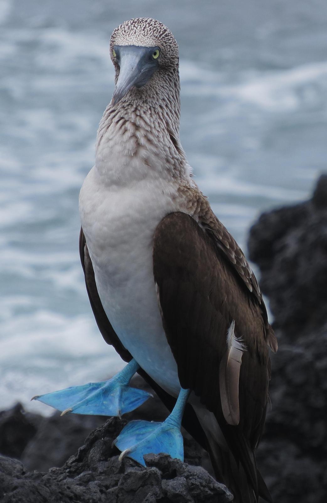 Blue-footed Booby Photo by Kent Jensen