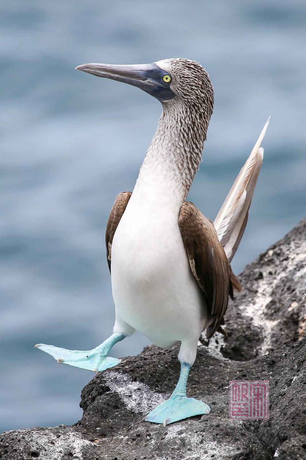 Blue-footed Booby Photo by Fan Song