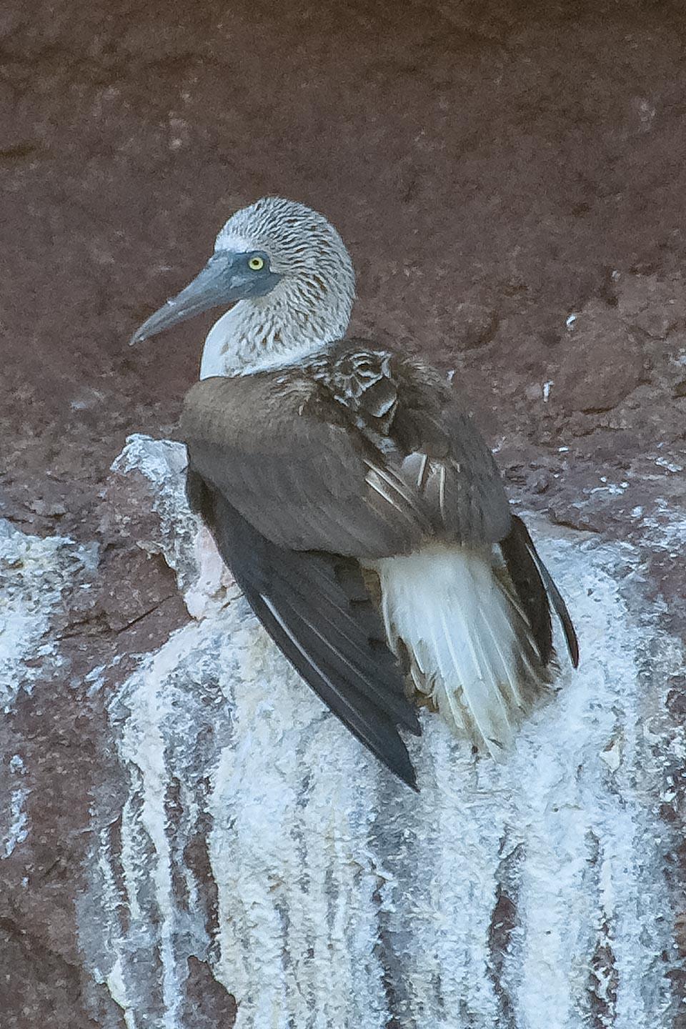 Blue-footed Booby Photo by Mason Rose