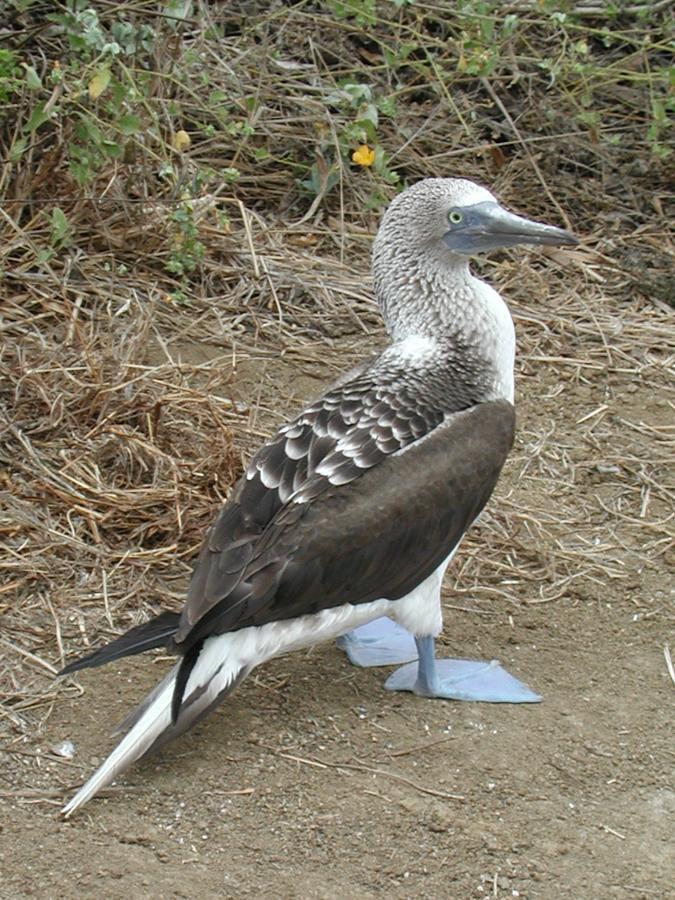 Blue-footed Booby Photo by Bejat McCracken