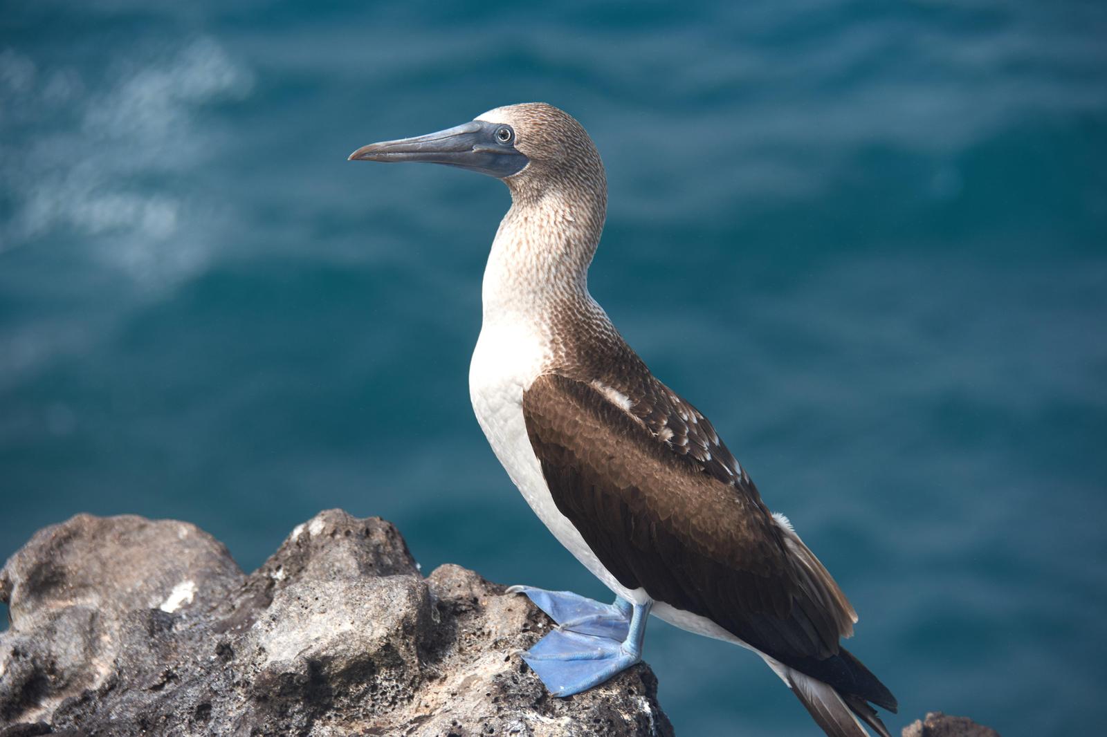 Blue-footed Booby Photo by Emilie Haynes