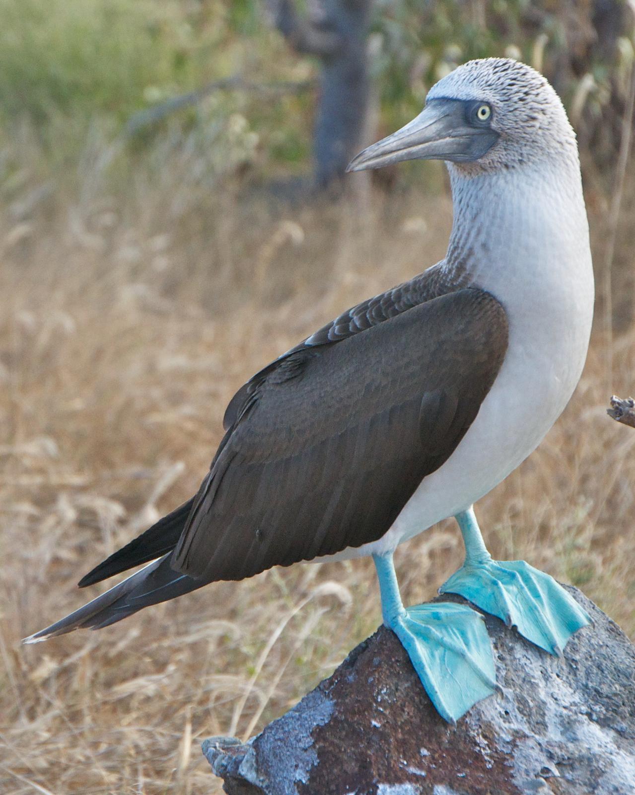 Blue-footed Booby Photo by Robin Barker