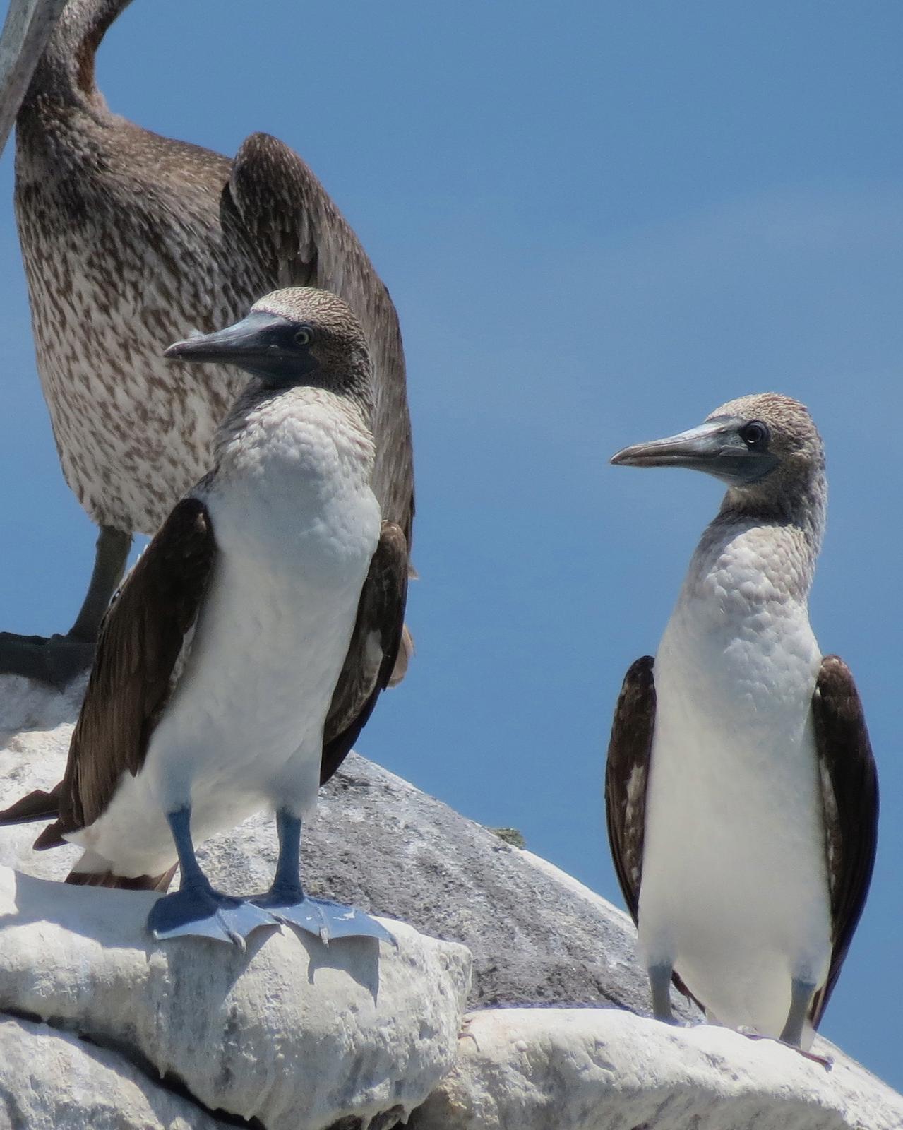 Blue-footed Booby Photo by John van Dort