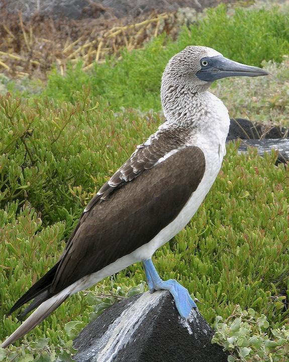 Blue-footed Booby Photo by Denis Rivard