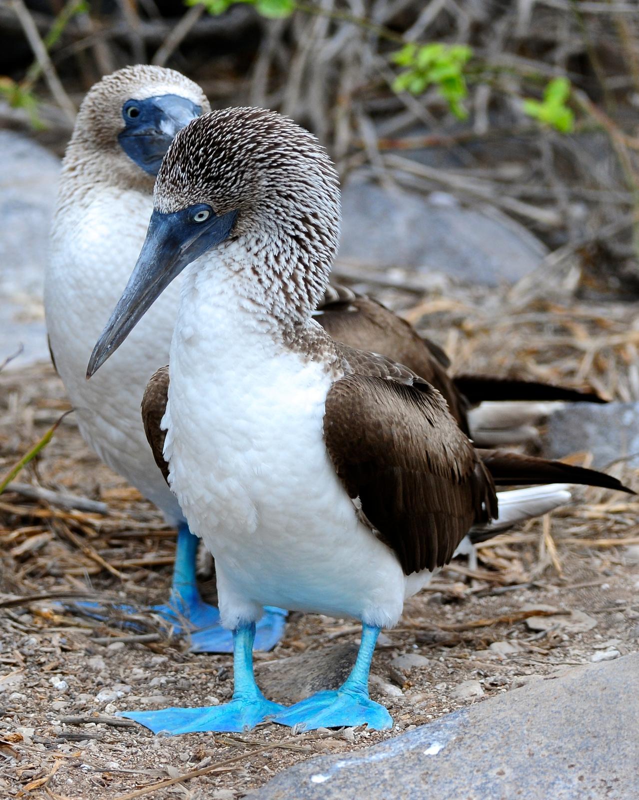 Blue-footed Booby Photo by Gerald Friesen