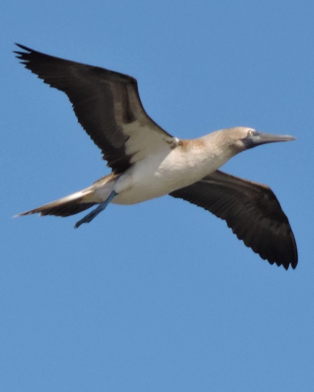 Blue-footed Booby Photo by Peter Lowe