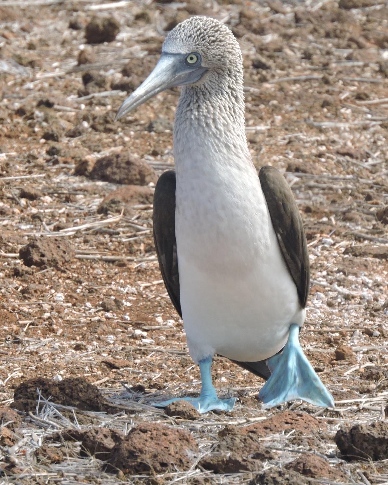 Blue-footed Booby Photo by Peter Lowe
