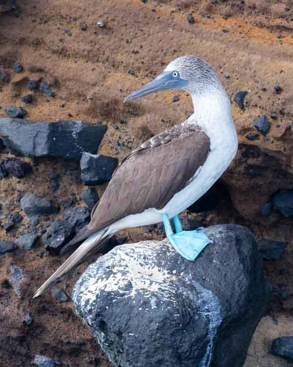 Blue-footed Booby Photo by Bob Hasenick