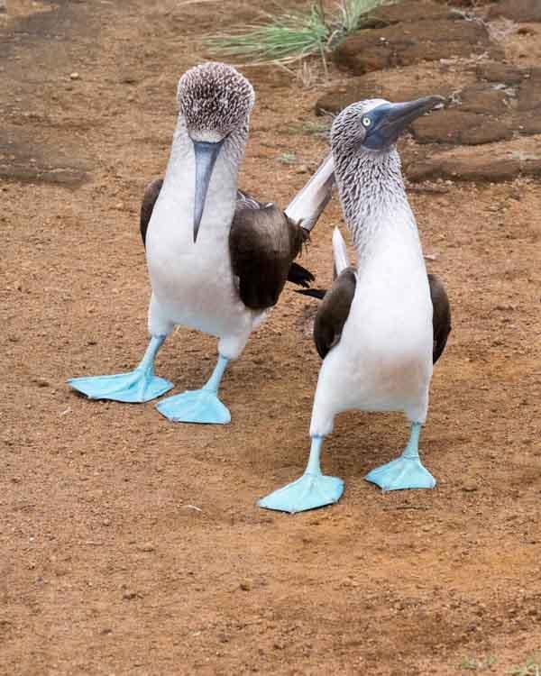 Blue-footed Booby Photo by Bob Hasenick