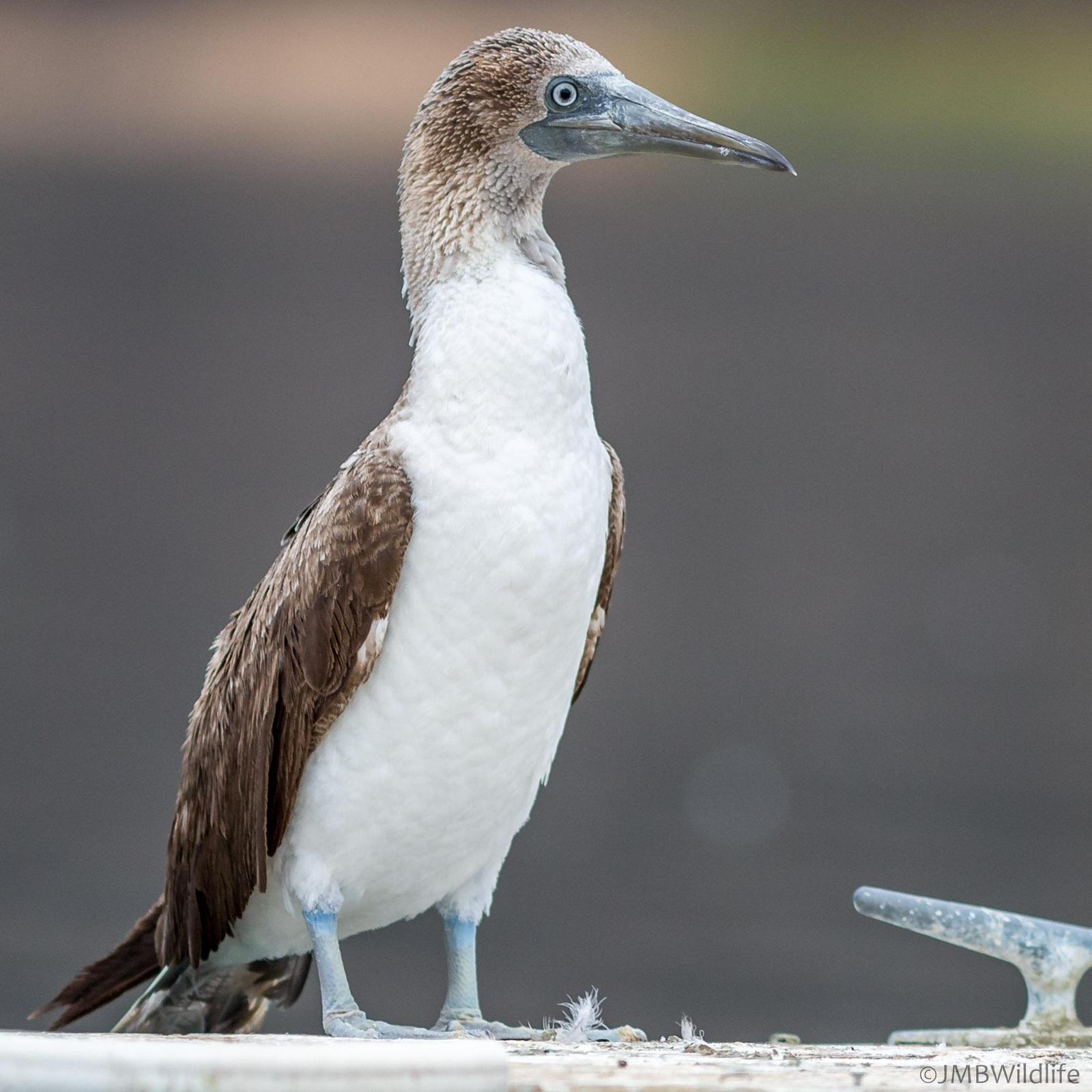 Blue-footed Booby Photo by Jeff Bray