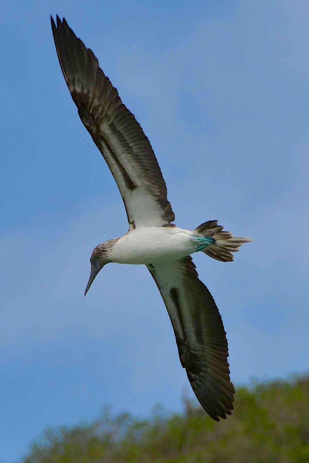 Blue-footed Booby Photo by Andrew Pittman