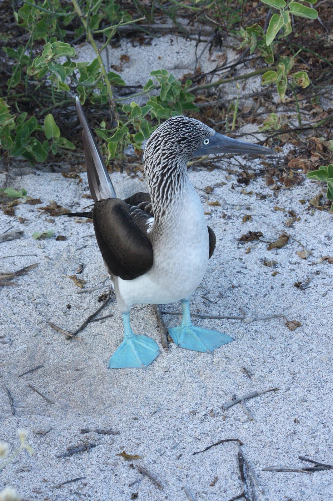 Blue-footed Booby Photo by Linda Fields