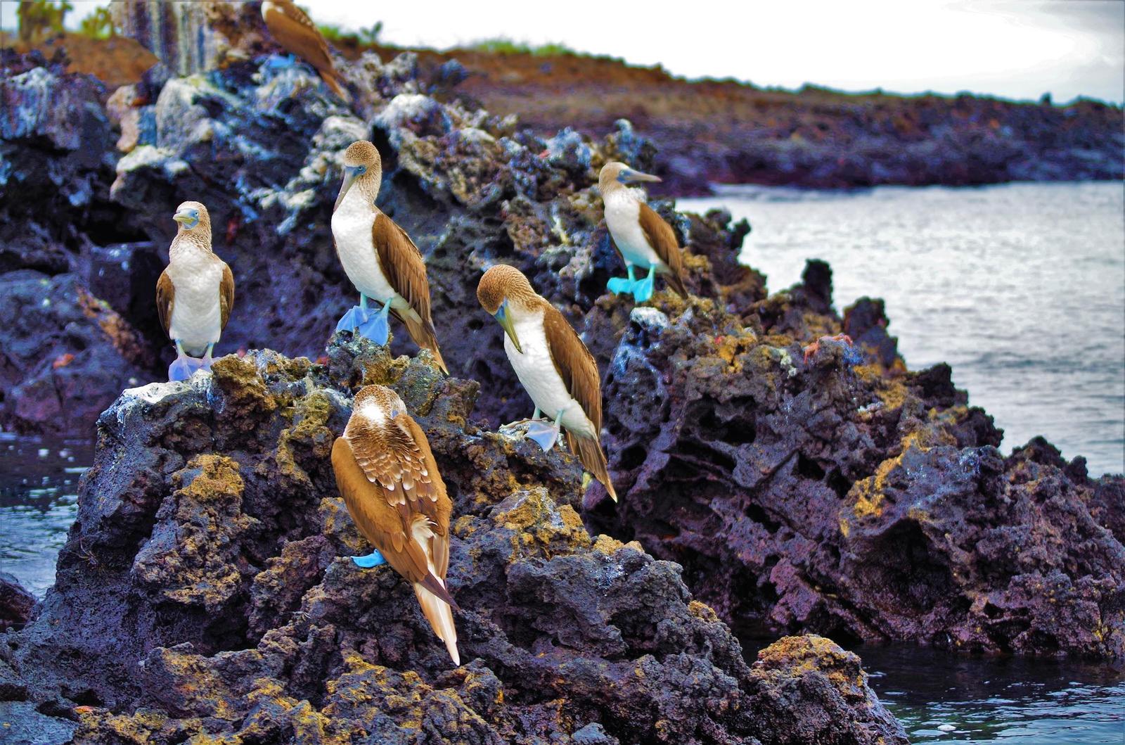 Blue-footed Booby Photo by Alicia Thatcher