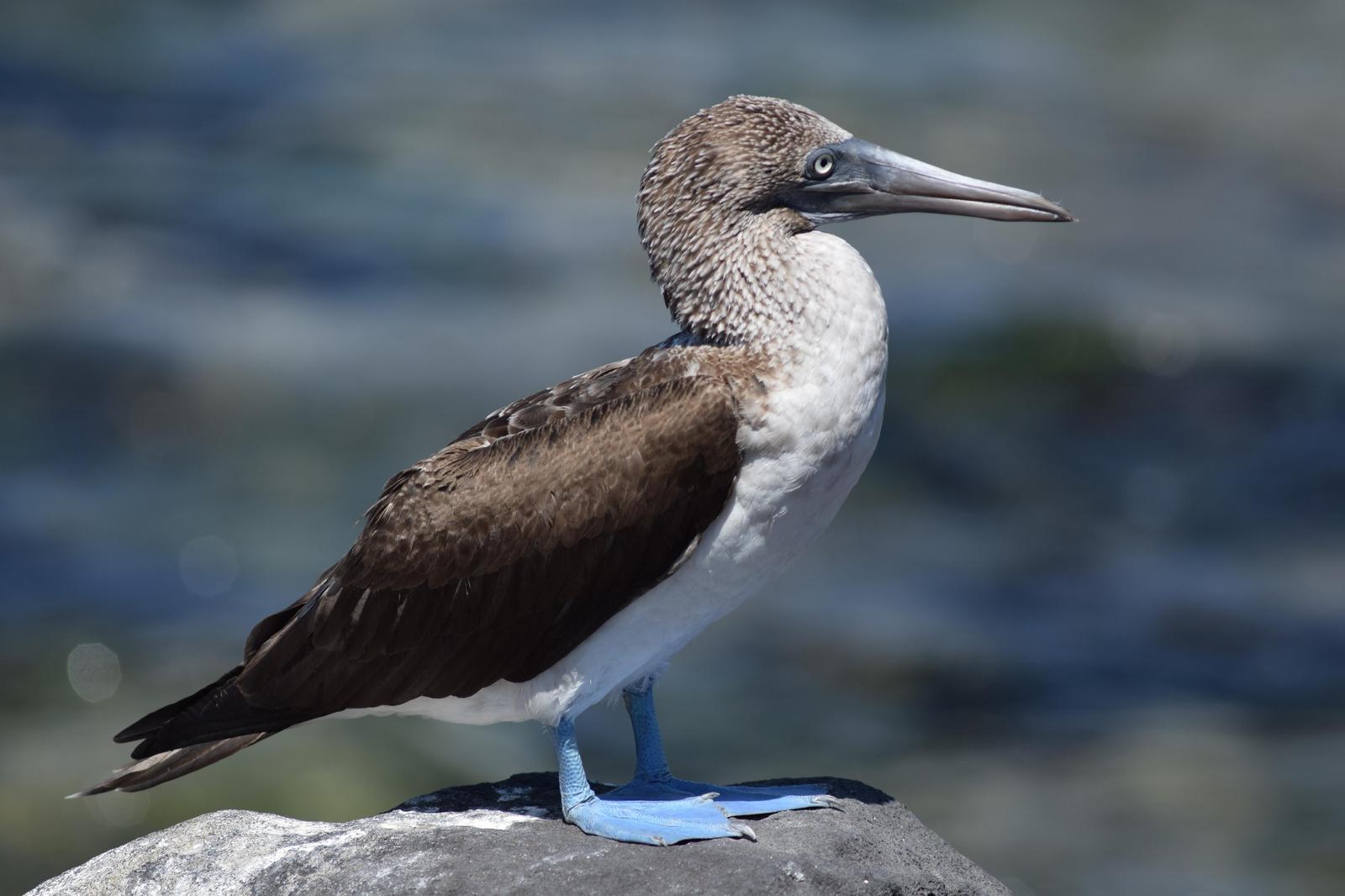Blue-footed Booby Photo by Ian Wikarski