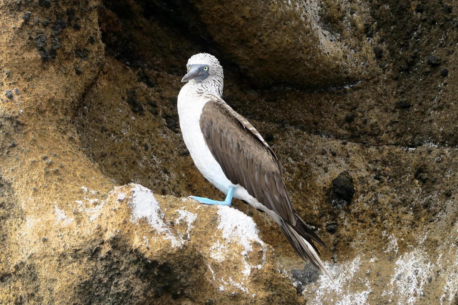Blue-footed Booby Photo by Ann Doty