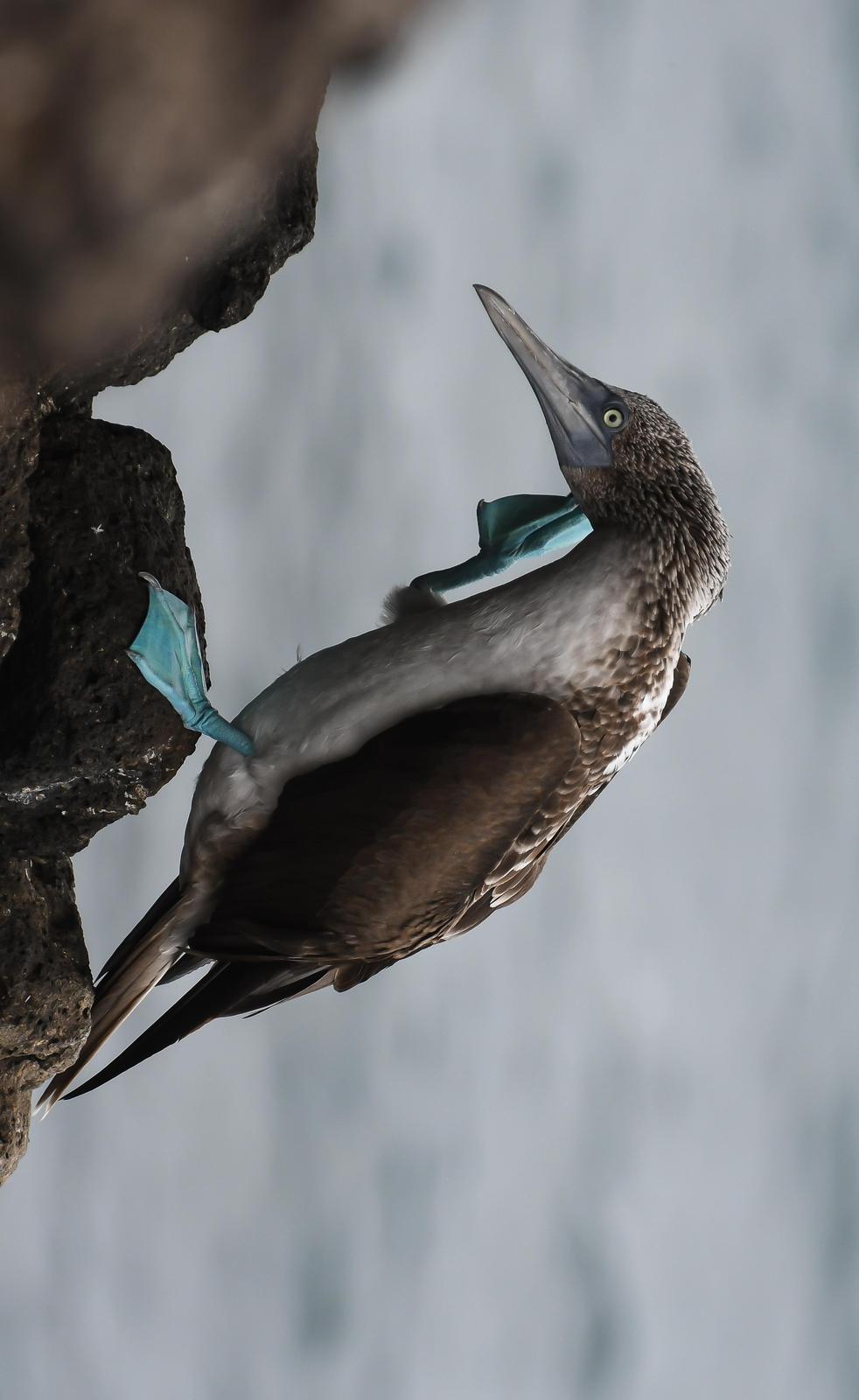Blue-footed Booby Photo by Martha Crafton