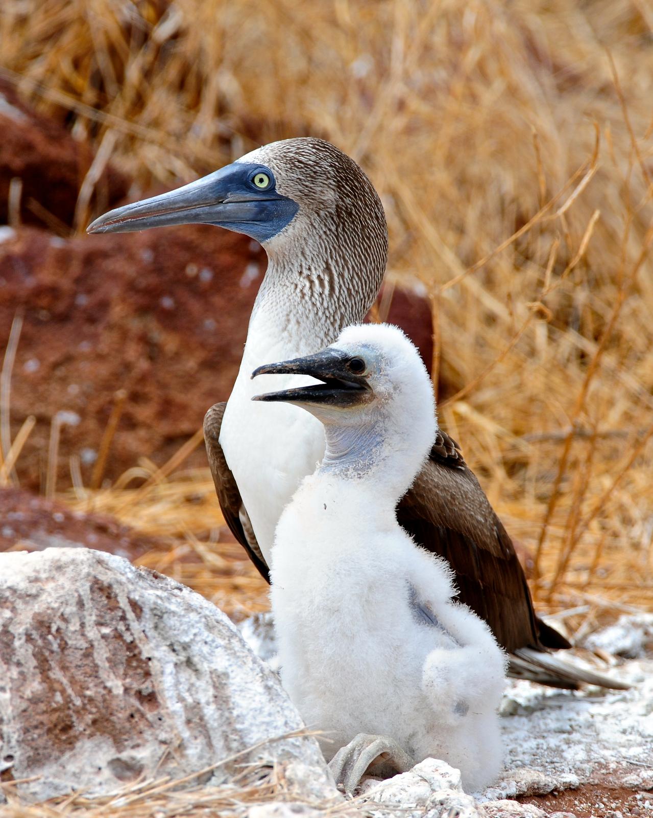 Blue-footed Booby Photo by Gerald Friesen