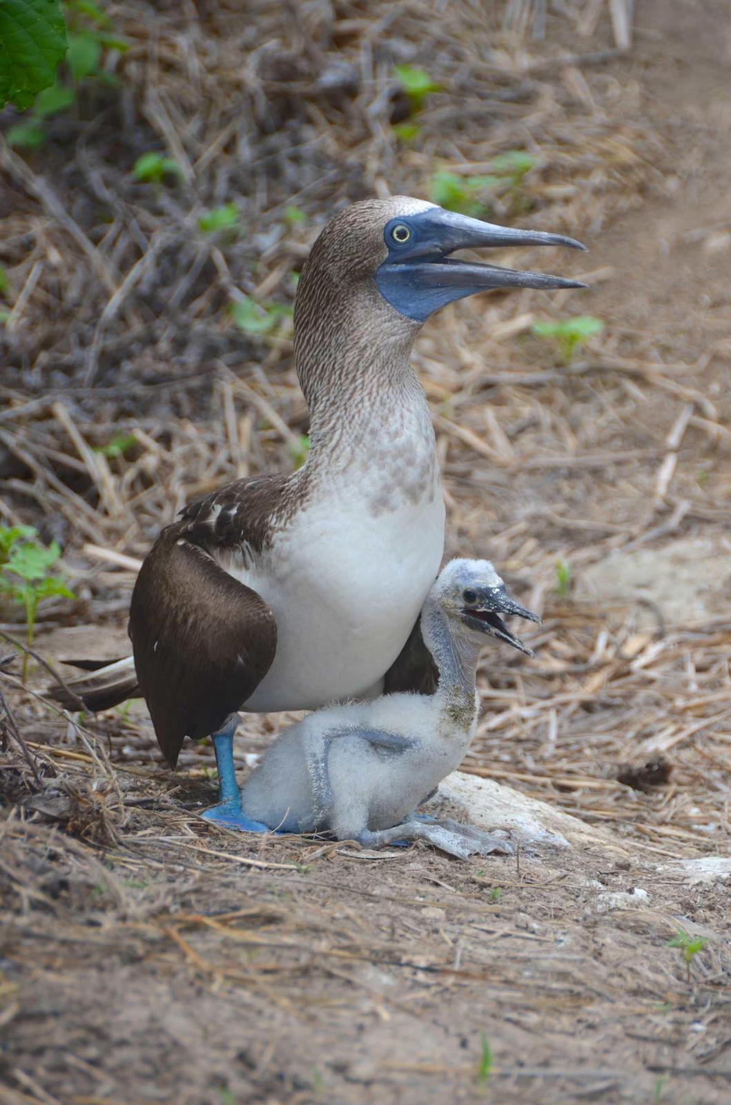 Blue-footed Booby Photo by Andrew Pittman