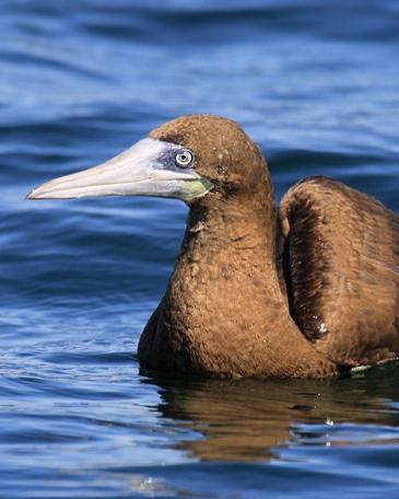 Brown Booby Photo by Rene Valdes