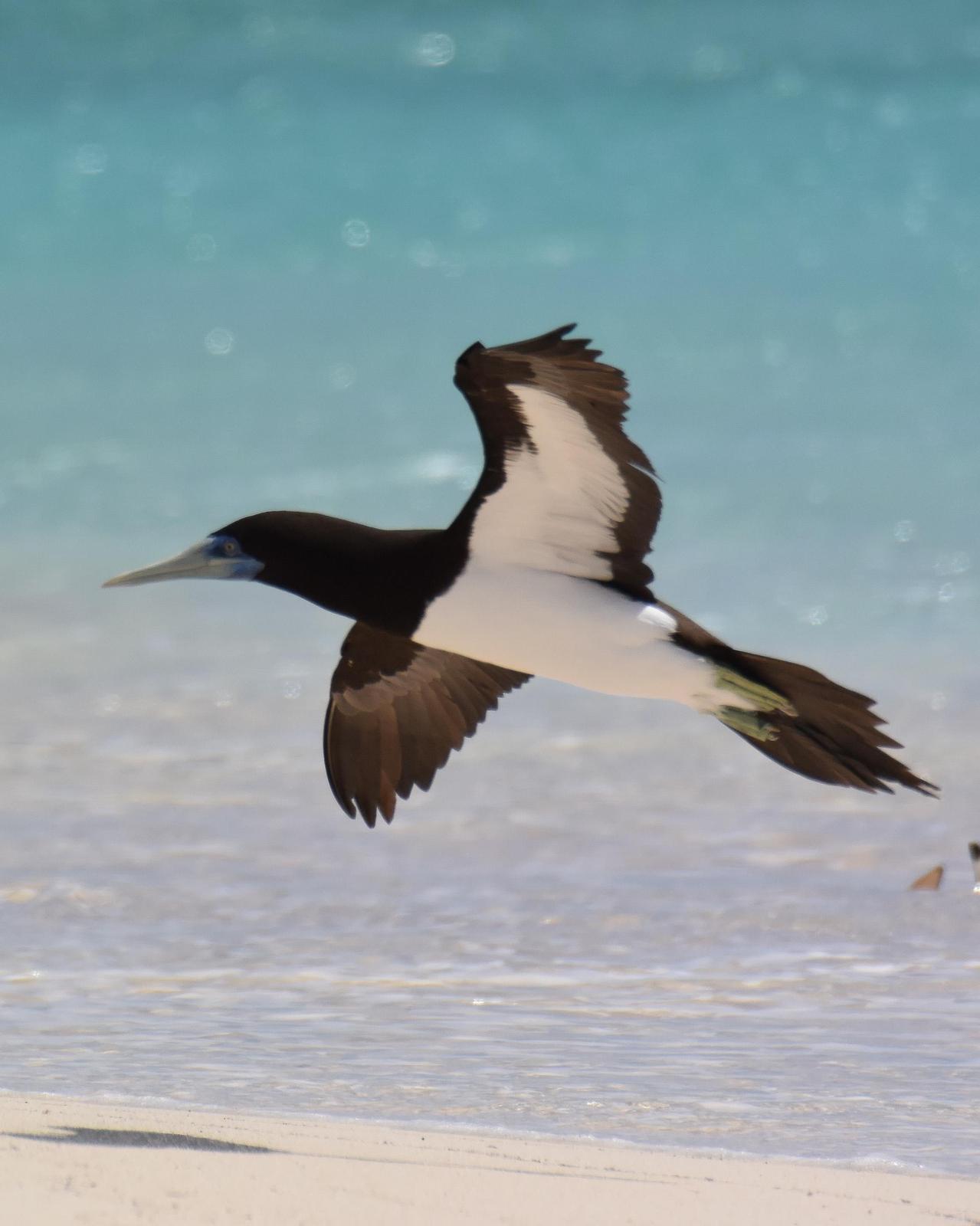 Brown Booby Photo by Emily Percival