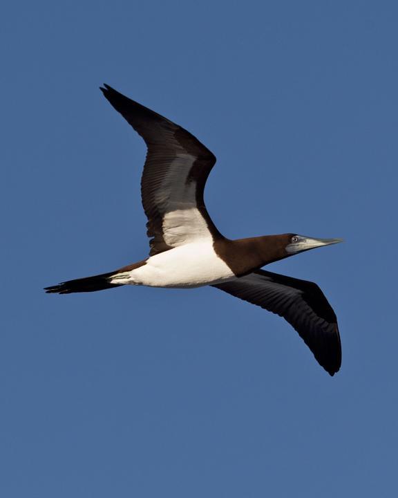 Brown Booby Photo by Mat Gilfedder