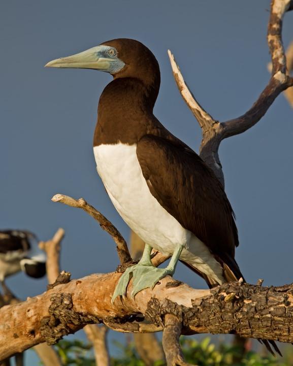 Brown Booby Photo by Mat Gilfedder