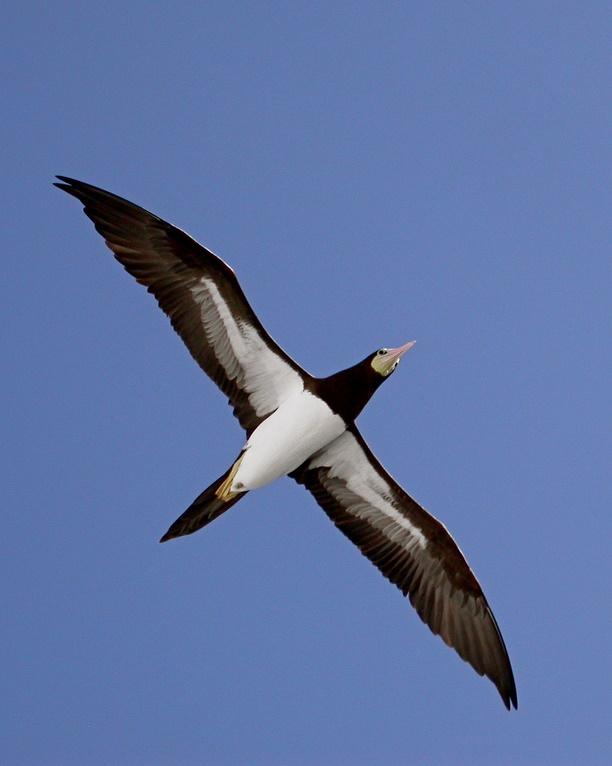 Brown Booby Photo by Sean Fitzgerald