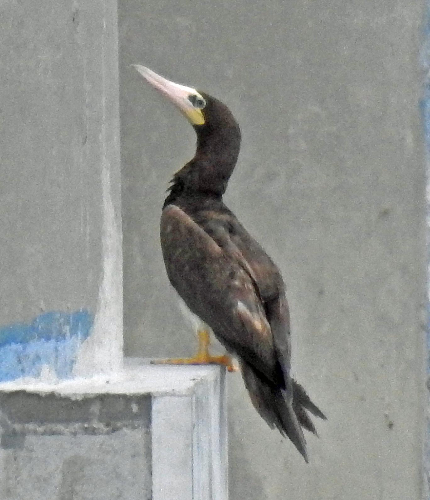 Brown Booby Photo by Tom Gannon